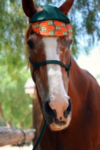 Carrot Hat